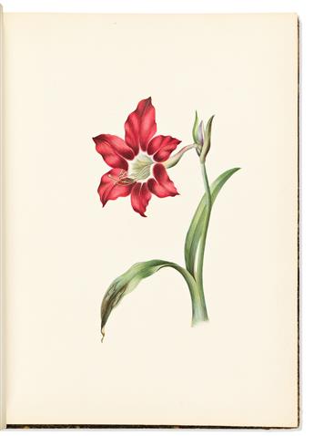 (BOTANICAL.) Deborah Passmore Gillingham. [Watercolor album of American lily and magnolia varieties].                                            